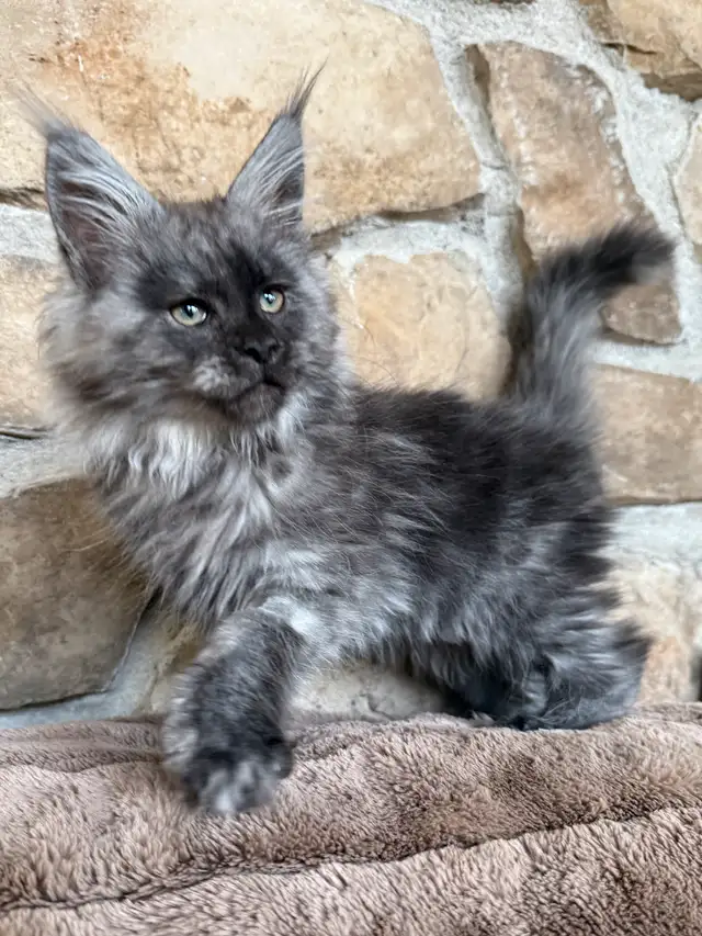 Chaton Maine Coon enregistré Tica extrêmement affectueux in Cats & Kittens for Rehoming in Québec City - Image 3