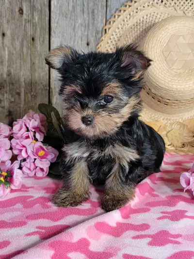Chiot Yorkshire et chiot Morkie , View more