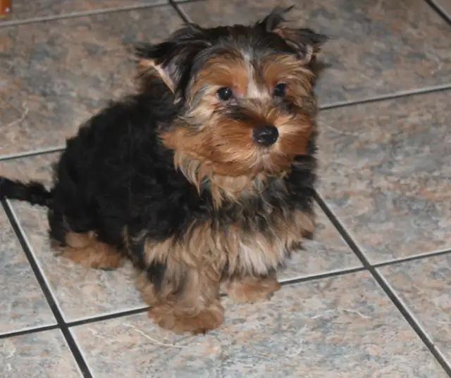 Elevage de Luxe in Dogs & Puppies for Rehoming in Laval / North Shore - Image 2