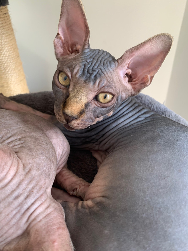  Sphynx Male Kittens  in Cats & Kittens for Rehoming in Oshawa / Durham Region - Image 2
