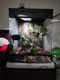 18x18x24 bioactive set up with Crested gecko