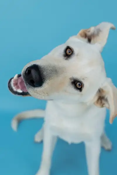 1.5 lab mix Gunner, View more