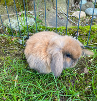 Holland Lop male