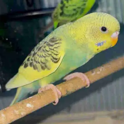 Baby Budgies Parakeets Perruche parrot bird, View more