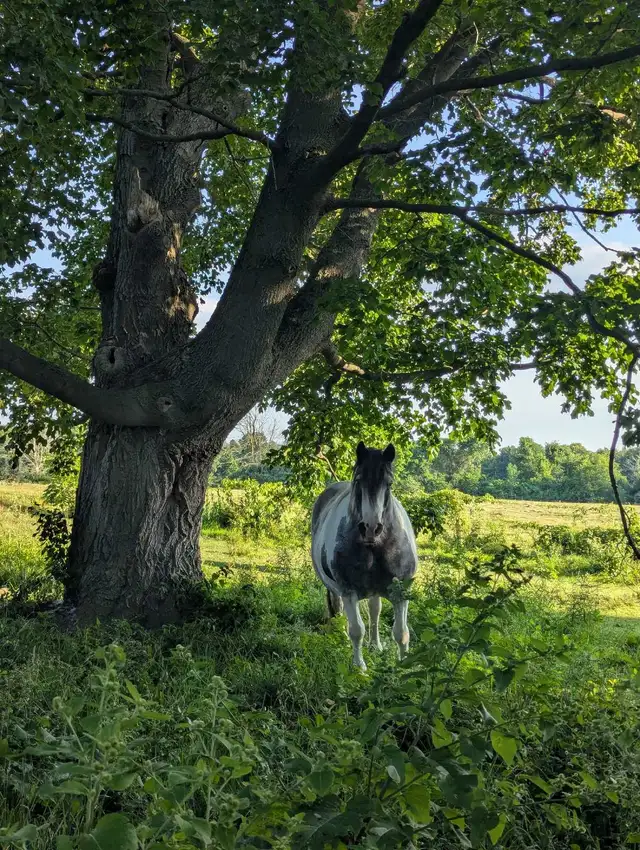 Peaceful Outdoor Board in Equestrian & Livestock Accessories in Kitchener / Waterloo - Image 8