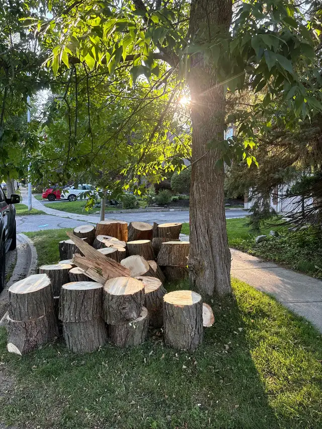 sugar maple wood 16 Tribbling Cr.
