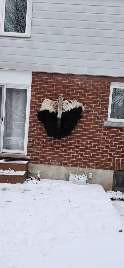 Shoulder ostrich taxidermy