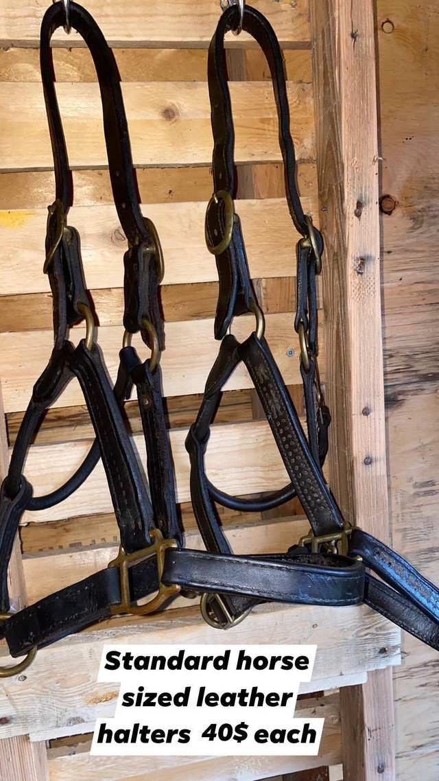  halters  in Equestrian & Livestock Accessories in Leamington