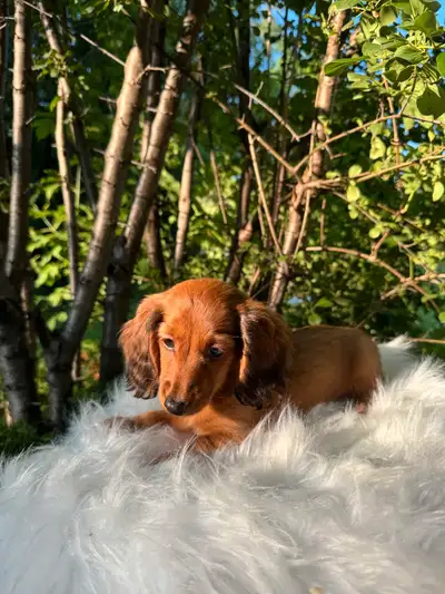 Pure Long Hair Miniature Dachshund Puppies, View more