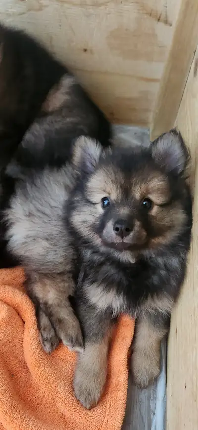 Chiots Pomsky X Spitz-loup ( keeshond), View more