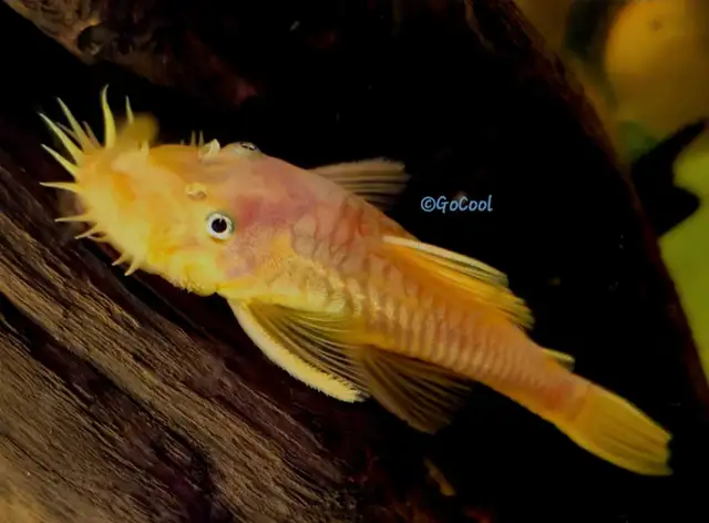 Albino Pleco For breeding Male in Fish for Rehoming in London - Image 3
