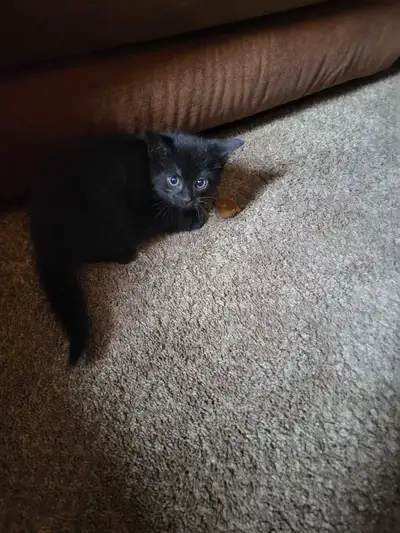kitten ready to go home, View more