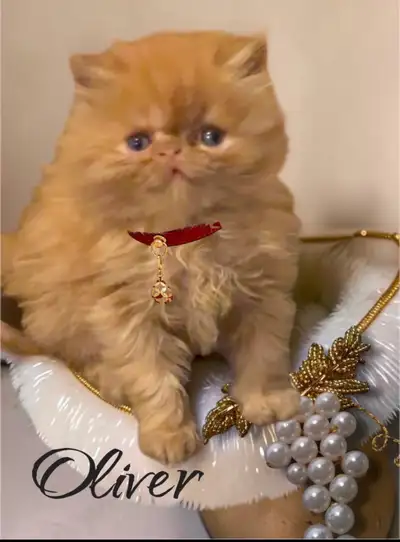 Persian Himalayan Kittens, View more