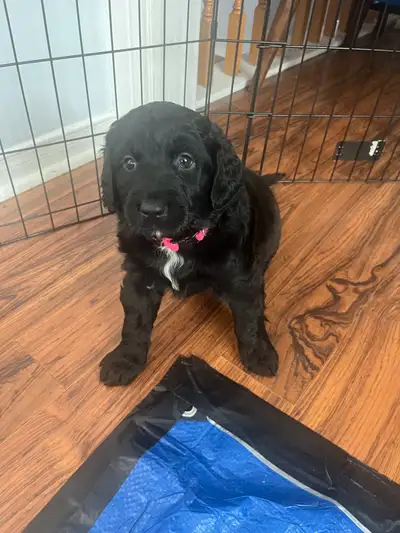 Labradoodle & English Spring Spaniel Mix Will have been dewormed and vaccinated with first two shots...