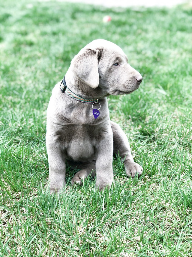 Silver and Chocolate Purebred Lab Puppies Dogs & Puppies for Rehoming