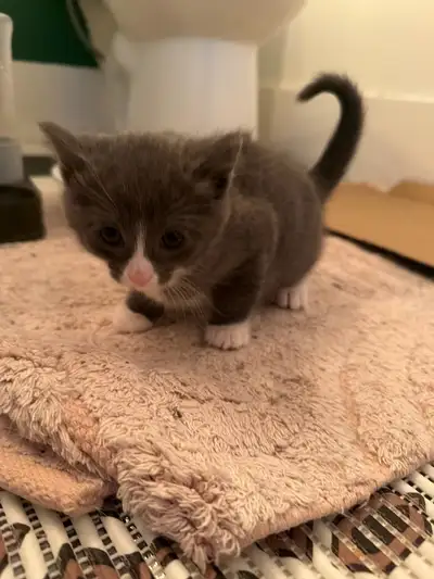 Tabby/Scottish Fold Kittens , View more