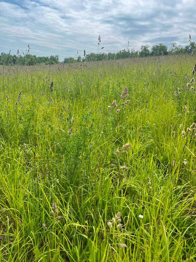 Standing hay - make an offer! in Other in Peterborough