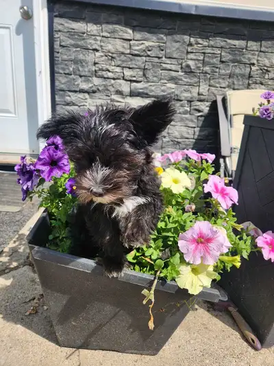 morkie male pup, View more