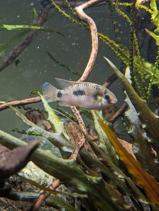 FREE Rehoming: African Butterfly Cichlid in Fish for Rehoming in Vancouver