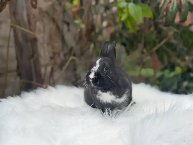 Neutered Netherland dwarf bunnies | Small Animals for Rehoming | Oshawa ...