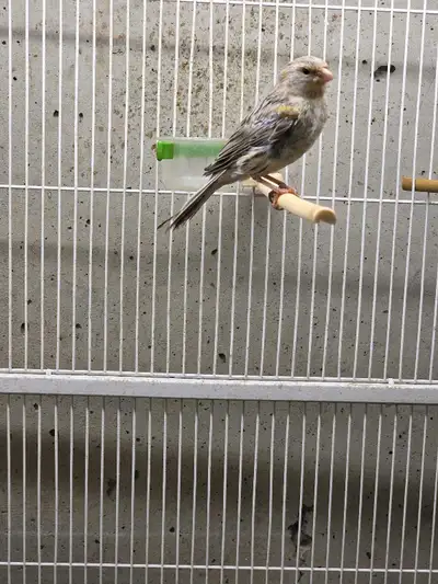 canary for sell, View more