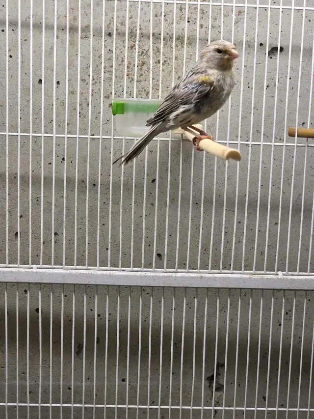 canary for sell in Birds for Rehoming in Edmonton - Image 2