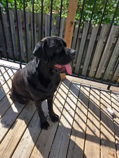 Cane corso 4 ans à donner, View more