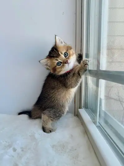 CCA & CFA Registered Cattery — Rehoming BSH Kittens, View more