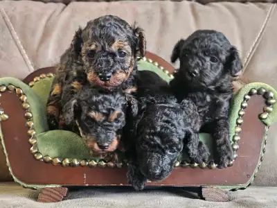 Rare Phantom Poodle Puppies, View more