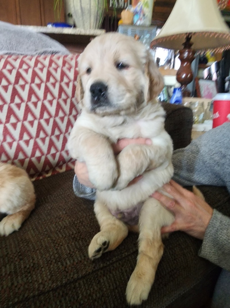 Golden retriever puppies Dogs & Puppies for Rehoming Hamilton Kijiji