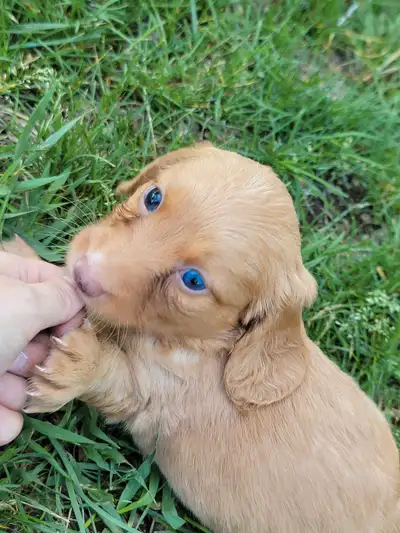 Blue eye ! Long hair mini dachshund boy, View more