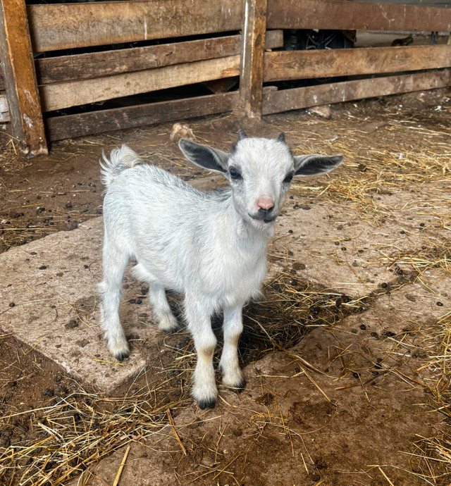 Nigerian Dwarf Buckling in Livestock in Chatham-Kent