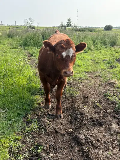 bull calf , View more