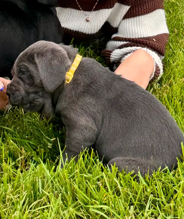 Cane Corso in Dogs & Puppies for Rehoming in City of Montréal - Image 7