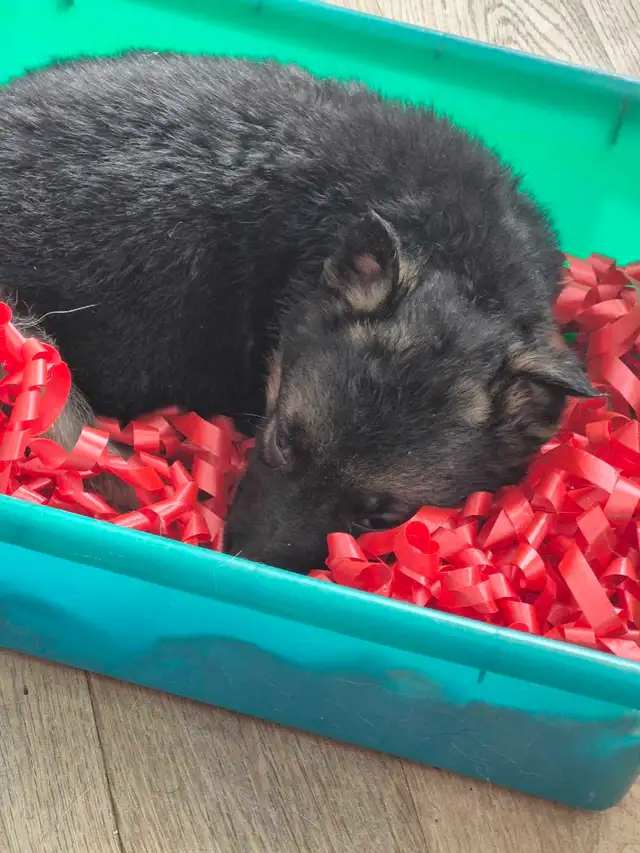 Puppies german shepherd/ Chiots berger allemand in Dogs & Puppies for Rehoming in Moncton - Image 6