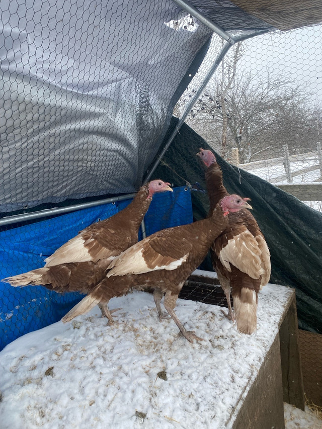  Bourbon Red turkey (toms)  in Livestock in Peterborough - Image 3