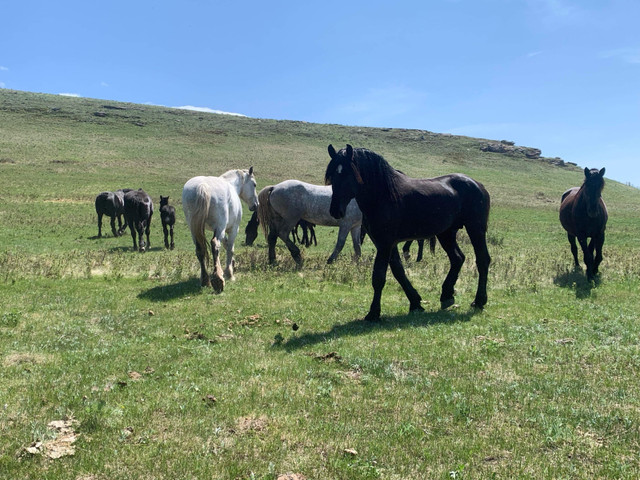 Percheron Stallion  in Horses & Ponies for Rehoming in Calgary - Image 2