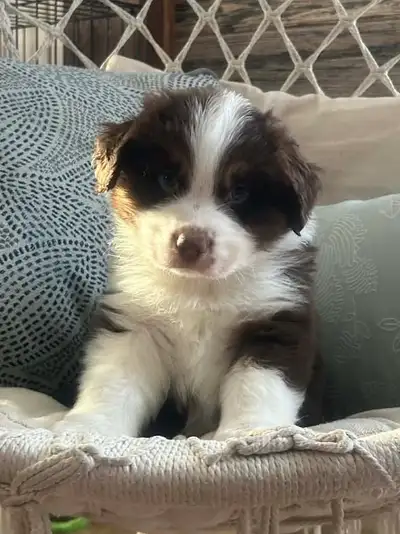 chiens berger australien, View more