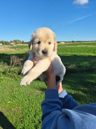 Golden Retriever puppies, View more