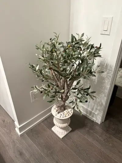 Cute olive tree