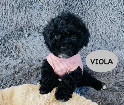 Maltipoo puppies, View more