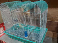 Budgies pair with large cage and breeding box 