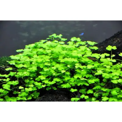 Aquarium plants - Hydrocotyle Tripartita., View more