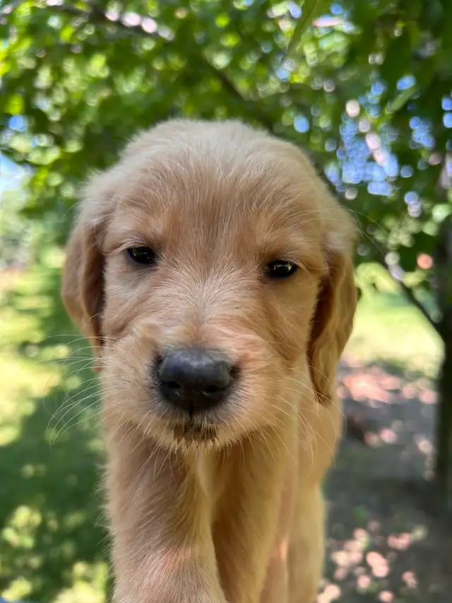 Golden Retrievers Ready for Home! in Dogs & Puppies for Rehoming in Oakville / Halton Region - Image 6