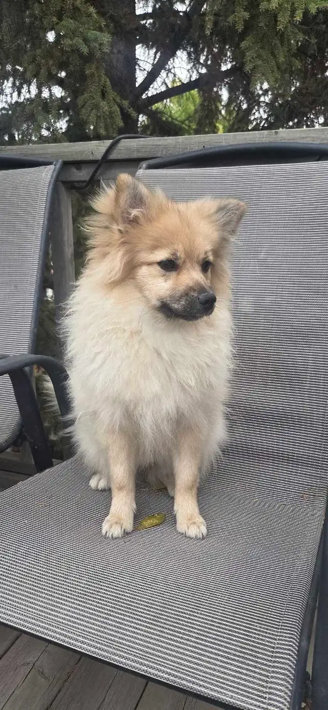 Pomeranian puppy | Dogs & Puppies for Rehoming | Saskatoon | Free local ...