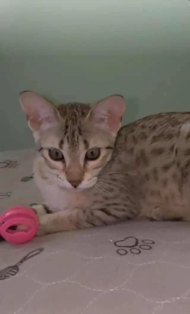 -Savannah / Lynx kittens in Cats & Kittens for Rehoming in Victoria - Image 7