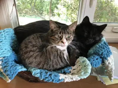 FOSTER HOMES FOR CATS DESPERATELY NEEDED!, View more