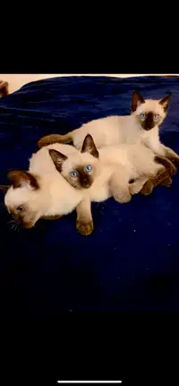 Chatons Siamois Blue Point et Seal Point. 