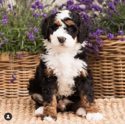 BERNEDOODLES, View more