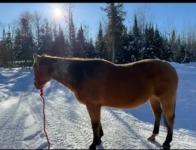 Mare For Sale!, View more